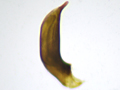 Microlestes minutulus